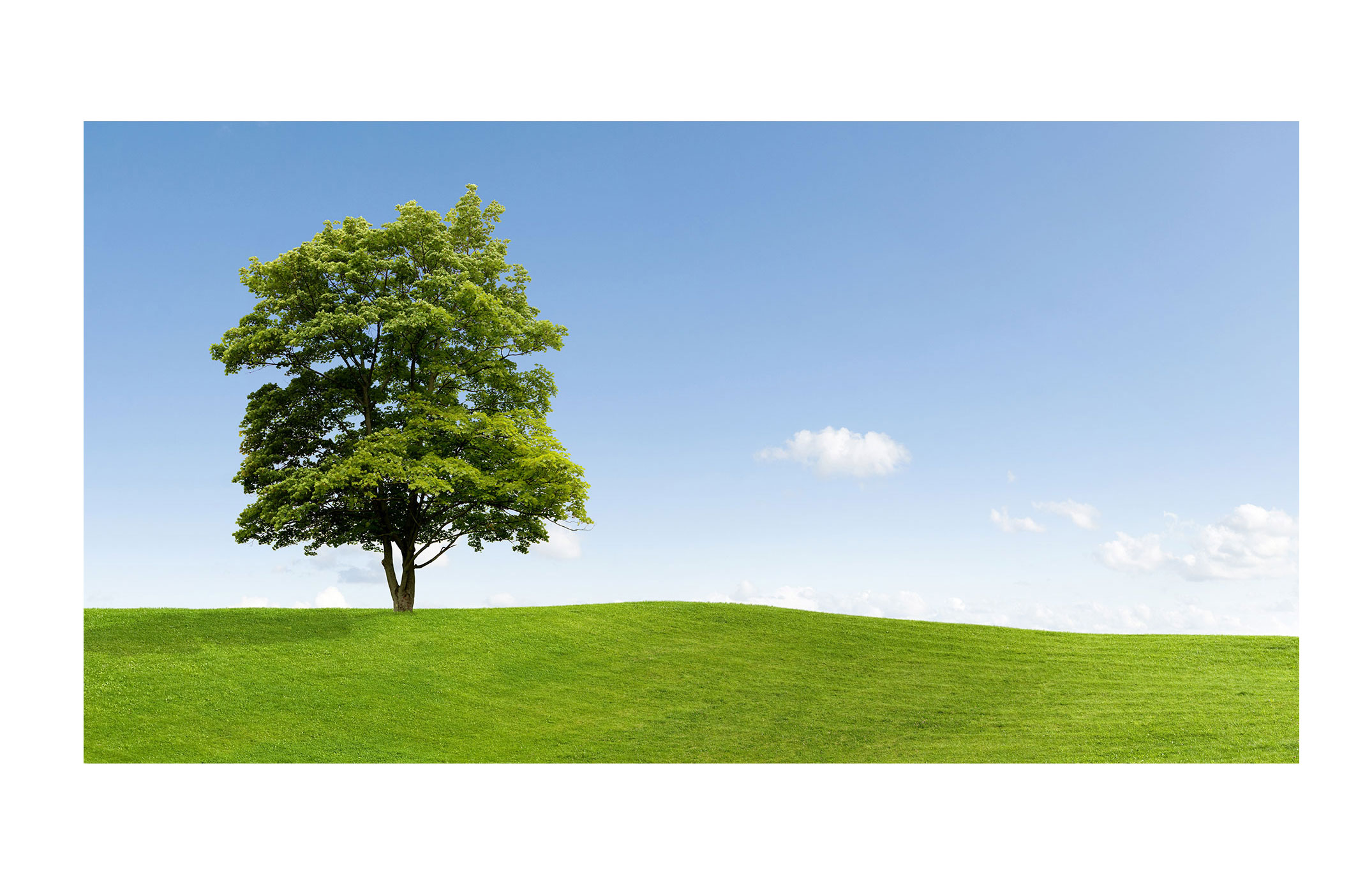 Wiese mit einem Baum und blauem Himmel